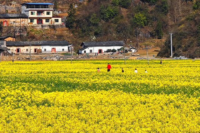 解鎖陝南油菜花海小眾打卡地——水泉坪