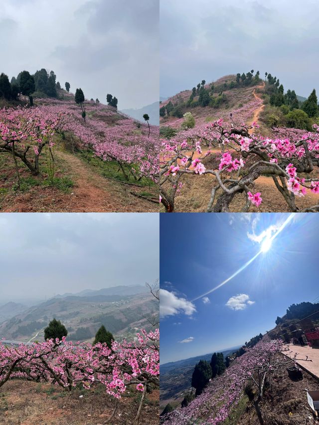桃花季石經寺遠足，千萬別嘴硬！