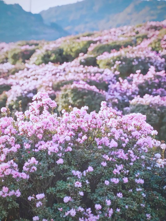 貴州隱藏版花海秘境！杜鵑湖春日攻略