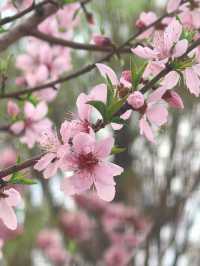 交換春天·魔都隱藏莫奈花園被我找到了