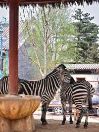 北京1.5小時直達！辛瑪森林動物樂園全攻略