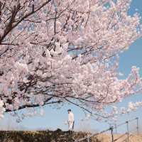 東京櫻花難民速進！171棵櫻花滿開實況🌸