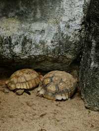 清邁夜間動物園丨遛娃好去處 動物愛好者友好 快去快去