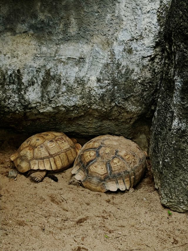 清邁夜間動物園丨遛娃好去處 動物愛好者友好 快去快去
