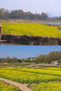 信陽油菜花地圖 | 春日限定的金色浪漫