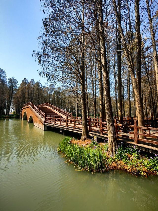 江蘇旅行 | 李中水上森林公園旅遊攻略