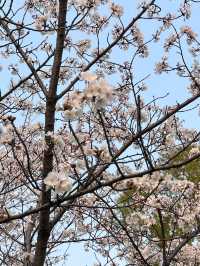 蘇州獨墅湖一日遊攻略 | 櫻花與日落交織的春日浪漫
