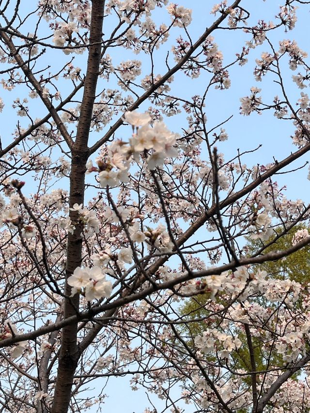 蘇州獨墅湖一日遊攻略 | 櫻花與日落交織的春日浪漫