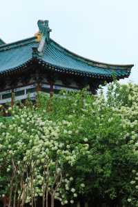 長沙烈士公園春日木繡球花海：古風與自然的詩意碰撞