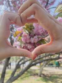 Cherry blossoms at Yuyuan Park Beijing