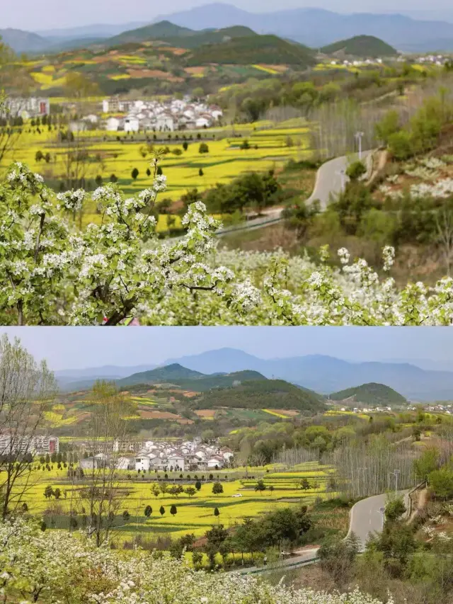 Hanzhong Rapeseed Flower Sea | A Golden Dream Trip in Spring