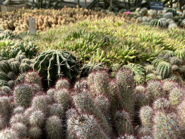 仙湖探幽：深圳仙湖植物園漫步