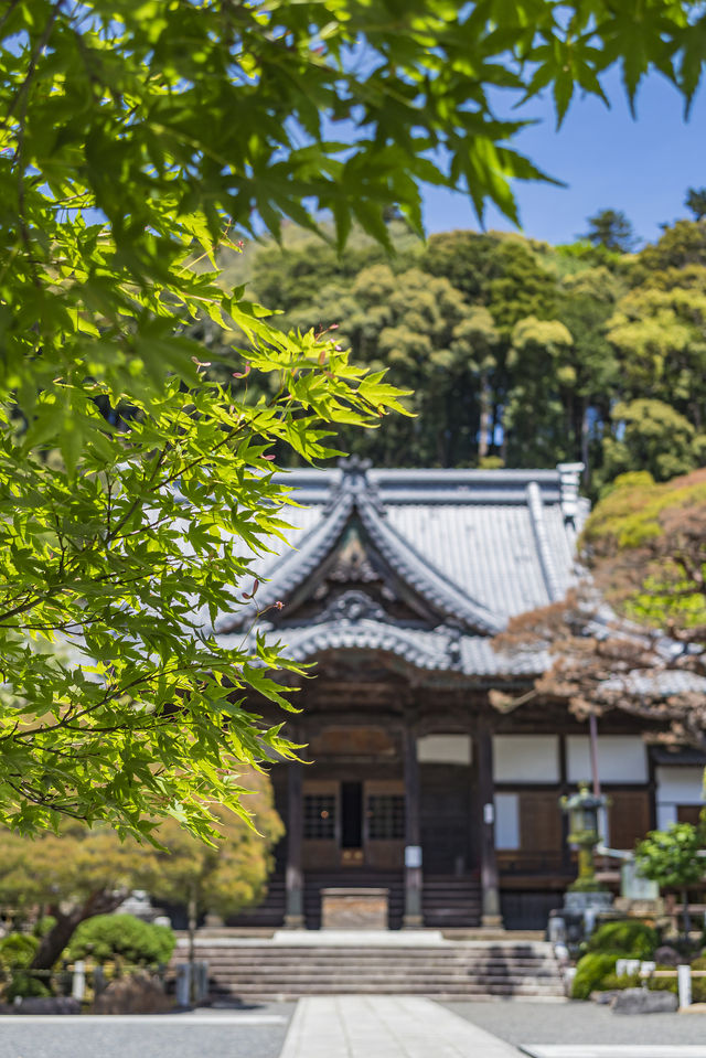 日本伊豆預計今年夏天會成為爆紅的旅遊熱點