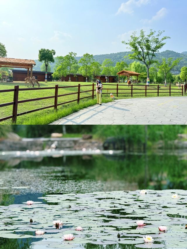 莫干山or嘉興開元森泊