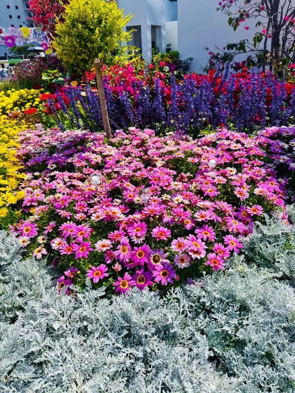周末打卡香港維多利亞公園花卉展🌺