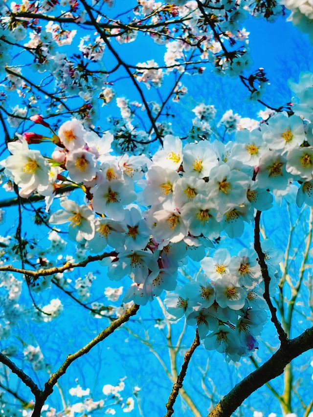 濰坊學院櫻花大道 | 另類賞櫻攻略