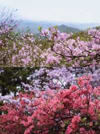 如果唔嚟花台一趟，就錯過今年嘅杜鵑花期喇