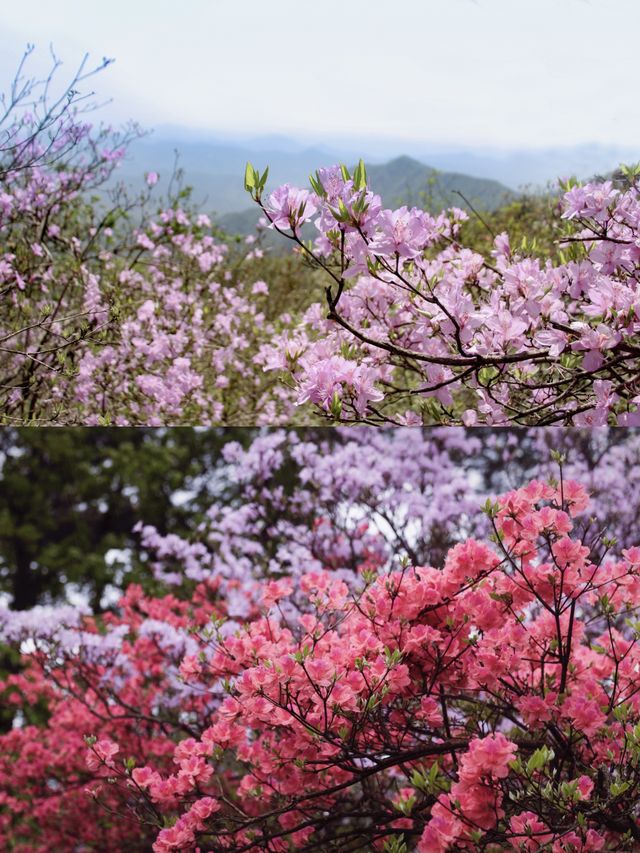 如果唔嚟花台一趟，就錯過今年嘅杜鵑花期喇