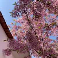 🌸武漢私藏賞櫻地！楚風櫻花園美到心顫，人少出片快！