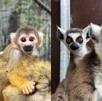 悉尼野生動物園：探索澳式動物奇境