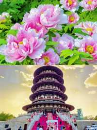 《唯有牡丹真國色，花開時節動京城！》