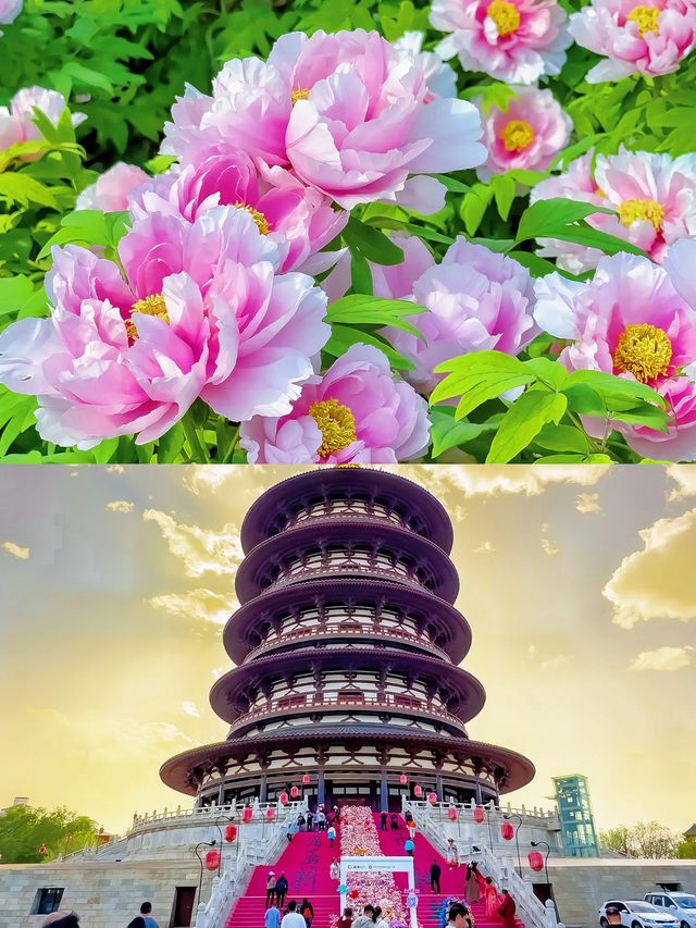 《唯有牡丹真國色，花開時節動京城！》