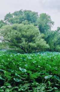 呢度唔止有神樹！北京治癒系帶娃公園！詳見攻略！
