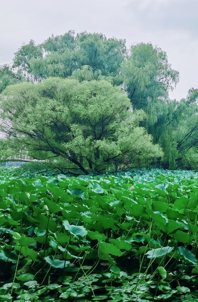 呢度唔止有神樹！北京治癒系帶娃公園！詳見攻略！