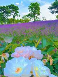 七萬株薰衣草同時綻放🪻5月限定夢幻花海全攻略