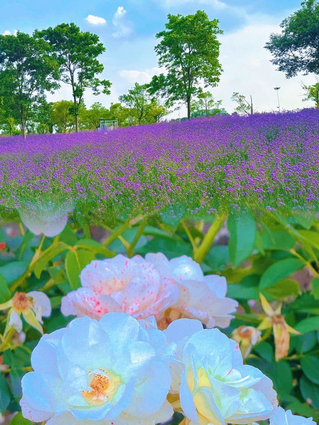 七萬株薰衣草同時綻放🪻5月限定夢幻花海全攻略