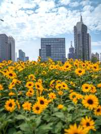 魔都驚喜 | 浦東向日葵花海奇遇🌻