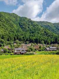 🌻美山町 | 闖入童話般的向日葵花海