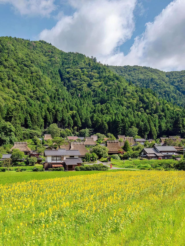 🌻美山町 | 闖入童話般的向日葵花海