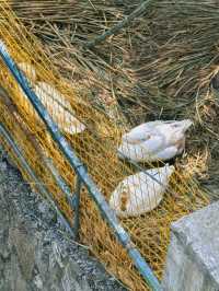 江浙滬徒步  一幅優美嘅富春山居圖