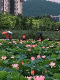 探索華發水郡濕地公園：邂逅荷花盛放的詩意時光