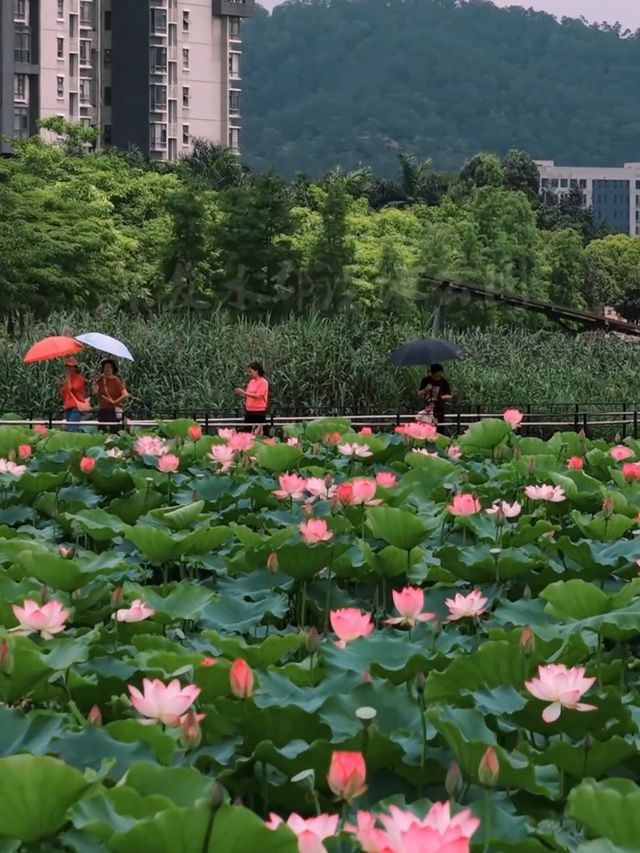 探索華發水郡濕地公園：邂逅荷花盛放的詩意時光