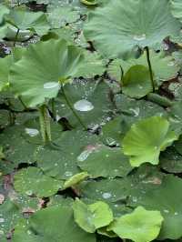 煙雨江南最撫凡人心