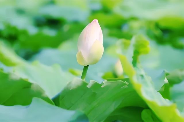 普洱夏日賞荷聖地，「荷」你浪漫相約！