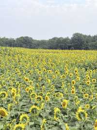 6.21直擊！美到窒息！免費夏日頂流向日葵花海盛開中🌻鮮熱出爐零濾鏡零修圖花況大公開！