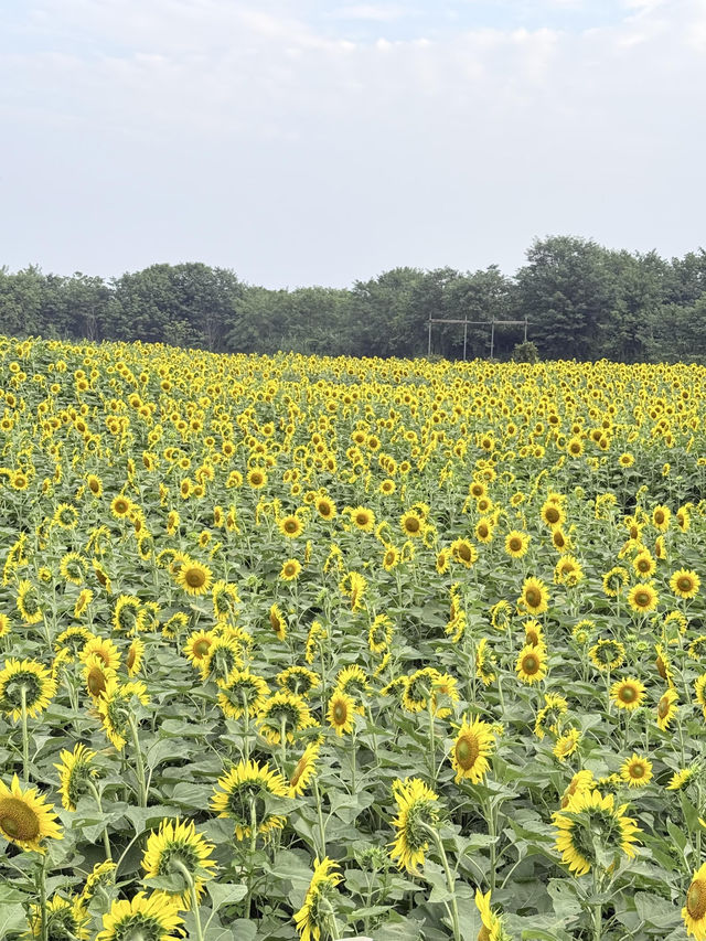 6.21直擊！美到窒息！免費夏日頂流向日葵花海盛開中🌻鮮熱出爐零濾鏡零修圖花況大公開！