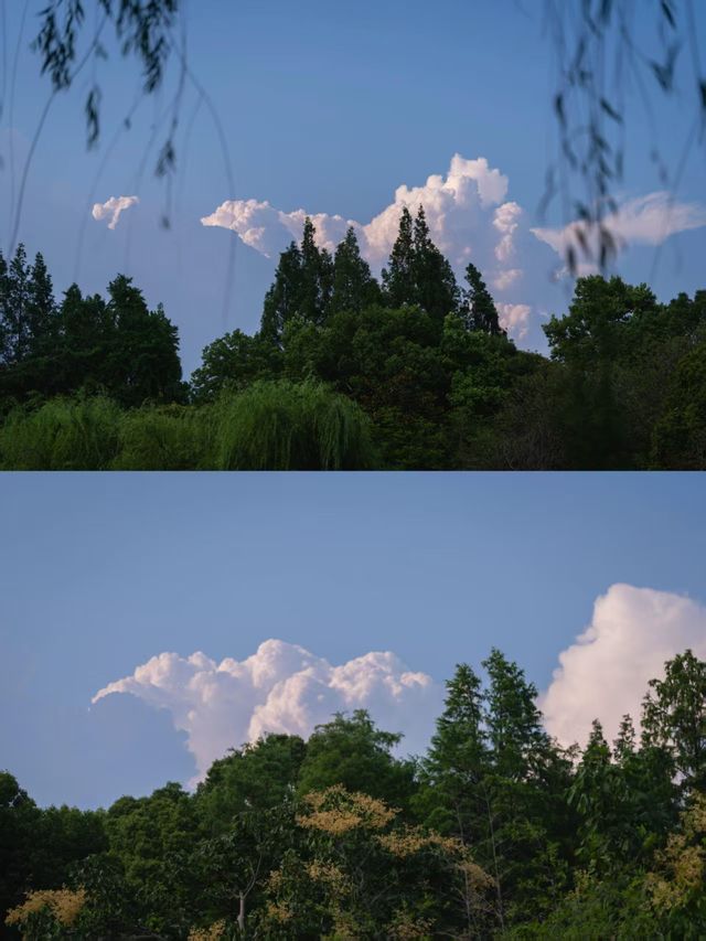 盛夏闖入滬郊秘境！這座園林藏著江南的詩意與清涼