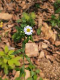 向山野，同昆蟲、樹葉同蘑菇見面