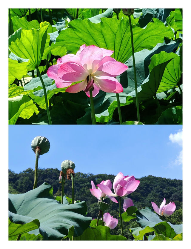 杭州旅遊攻略