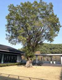 廣州鳴泉居度假全攻略