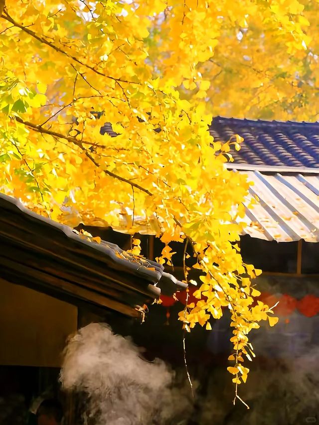 雲南小眾旅遊推薦！騰衝銀杏村+無量山櫻花。