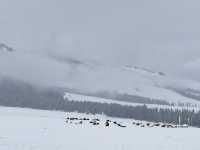 下雪的伊犁那拉提空中草原