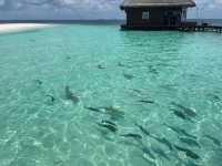 Fantastic Stay at Adaaran Club Rannalhi Resort
