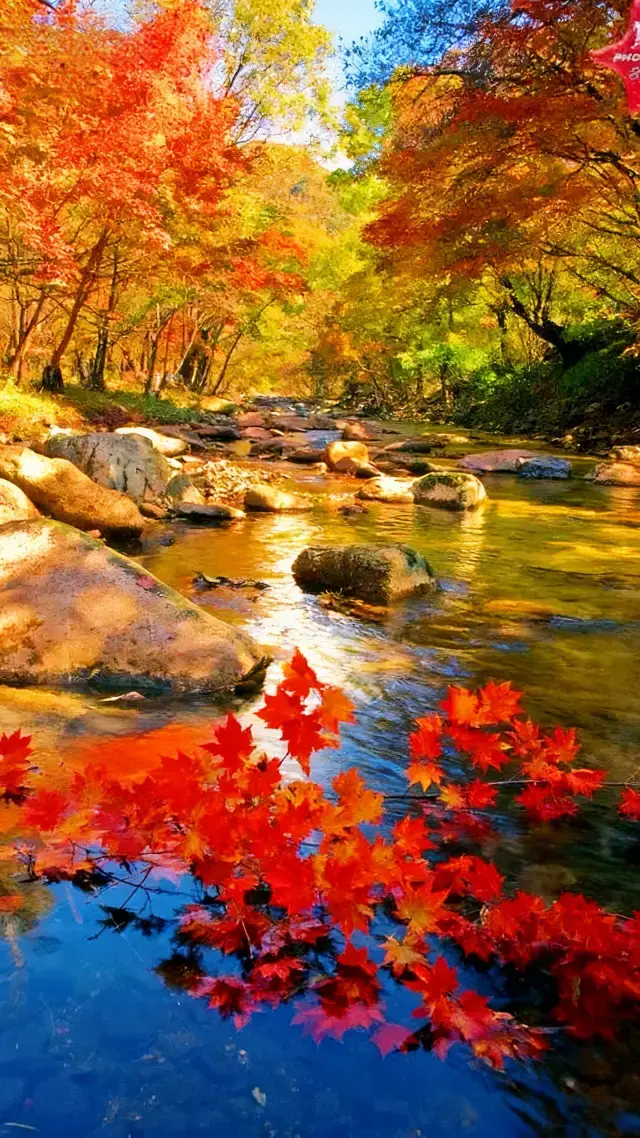 Đại lộ Lá Phong đầu tiên của Trung Quốc, Danh sách Check-in