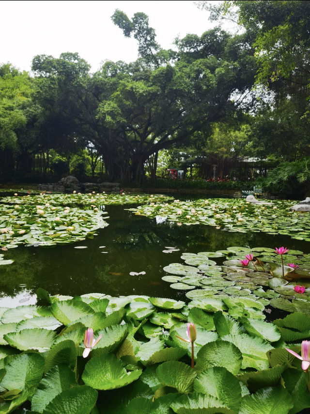 南寧青秀山一日遊｜闖入熱帶雨林的奇妙世界！