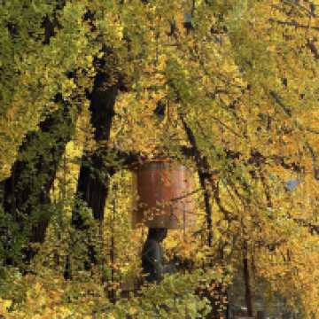 🍂시안 고관인선사의 가을, 천년 은행나무와의 만남 🏯